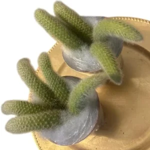 Monkey Tail Cactus Live Plant - 4-6 Inch, Rare Fuzzy Trailing Succulent in 4 Inch Pot - Image 6