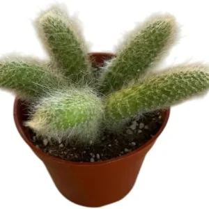 Monkey Tail Cactus Live Plant - 4-6 Inch, Rare Fuzzy Trailing Succulent in 4 Inch Pot - Image 7