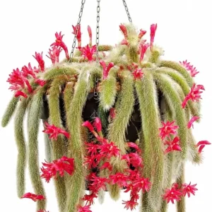 Monkey Tail Cactus Live Plant - 4-6 Inch, Rare Fuzzy Trailing Succulent in 4 Inch Pot - Image 1