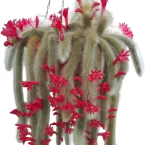 Monkey Tail Cactus Live Plant - 4 Inch Pot Rare Trailing Succulent with Orange Flowers - Image 1