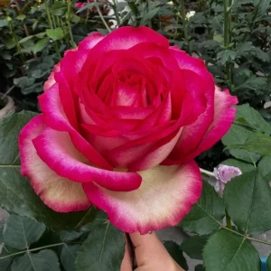 Monroe Rose Live Plant - Apricot Peach Shrub Rose, 90-105 cm Tall, Outdoor - Image 2