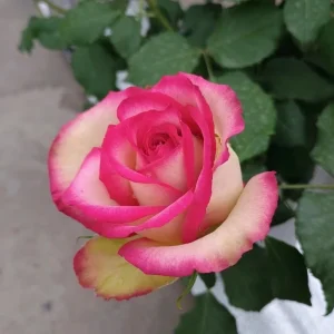 Monroe Rose Live Plant - Apricot Peach Shrub Rose, 90-105 cm Tall, Outdoor - Image 3