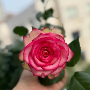 Monroe Rose Live Plant - Apricot Peach Shrub Rose, 90-105 cm Tall, Outdoor - Image 4