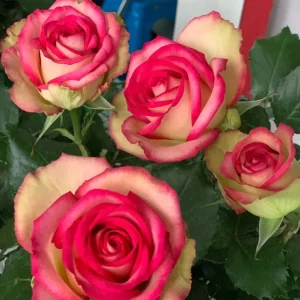 Monroe Rose Live Plant - Apricot Peach Shrub Rose, 90-105 cm Tall, Outdoor - Image 1