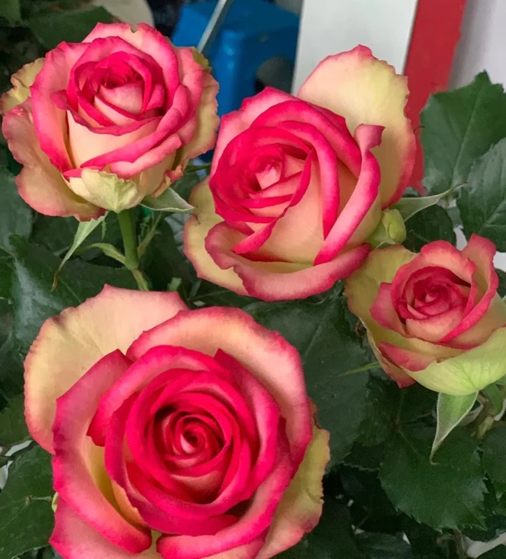 Monroe Rose Live Plant - Apricot Peach Shrub Rose, 90-105 cm Tall, Outdoor - Image 1