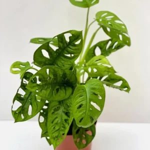 Monstera Adansonii Live Plant - Swiss Cheese Plant - 4 inch Pot - Tropical Houseplant - Image 3