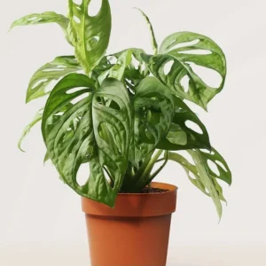 Monstera Adansonii Live Plant - Swiss Cheese Plant - 4 inch Pot - Tropical Houseplant - Image 7