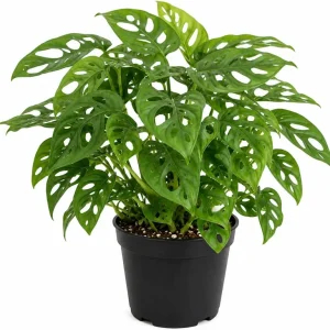 Monstera Adansonii Live Plant - Swiss Cheese Plant - 4 inch Pot - Tropical Houseplant - Image 1