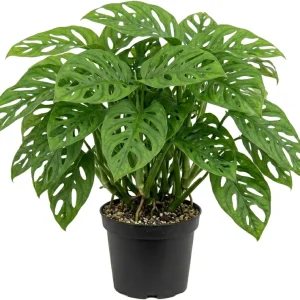 Monstera Adansonii Swiss Cheese Live Plant - Tropical Houseplant, 4-inch Pot - Image 1