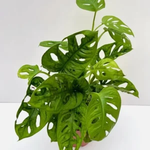 Monstera Adansonii Swiss Cheese Live Plant - Tropical Houseplant, 4-inch Pot - Image 3