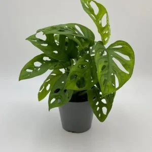 Monstera Adansonii Swiss Cheese Live Plant - Tropical Houseplant, 4-inch Pot - Image 4