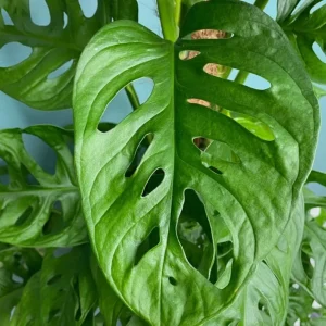 Monstera Adansonii Swiss Cheese Live Plant - Tropical Houseplant, 4-inch Pot - Image 5