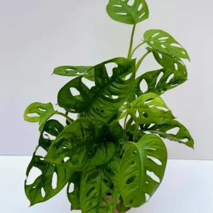 Monstera Adansonii Swiss Cheese Live Plant - Tropical Houseplant, 4-inch Pot - Image 6