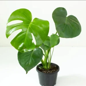 Monstera Deliciosa Live Plant - Swiss Cheese Houseplant - 4 Inch Pot - Image 2