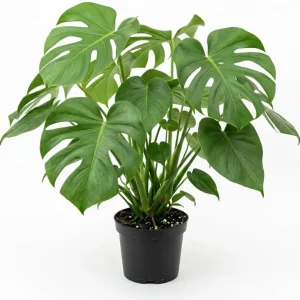 Monstera Deliciosa Live Plant - Swiss Cheese Houseplant, 4-inch Pot - Image 1