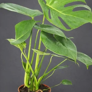 Monstera Deliciosa Live Plant - Swiss Cheese Houseplant, 4-inch Pot - Image 3