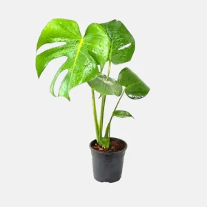Monstera Deliciosa Live Plant - Swiss Cheese Houseplant - 4 Inch Pot - Image 4