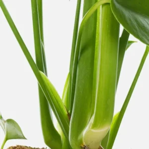 Monstera Deliciosa Live Plant - Swiss Cheese Houseplant, 4-inch Pot - Image 5