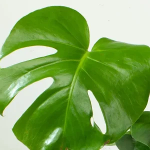 Monstera Deliciosa Live Plant - Swiss Cheese Houseplant - 4 Inch Pot - Image 6