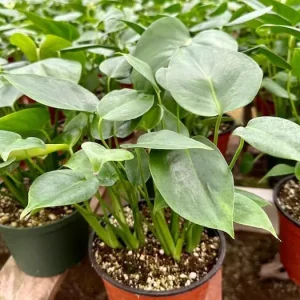 Monstera Deliciosa Live Plant - Swiss Cheese Houseplant, 4-inch Pot - Image 7
