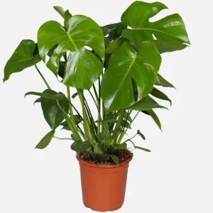 Monstera Deliciosa Live Plant - Swiss Cheese Houseplant - 4 Inch Pot - Image 1