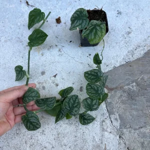 Monstera Dubia Live Plant Cutting - Rare Shingle Plant for Indoors - Image 2
