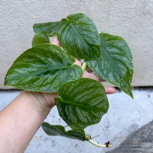 Monstera Dubia Live Plant Cutting - Rare Shingle Plant for Indoors - Image 1