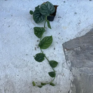Monstera Dubia Live Plant Cutting - Rare Shingle Plant for Indoors - Image 3
