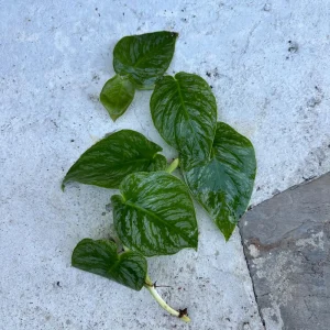 Monstera Dubia Live Plant Cutting - Rare Shingle Plant for Indoors - Image 4