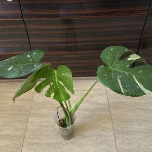 Monstera Thai Constellation Starter Plant – Variegated Live Plant – Indoor Aroid - Image 1