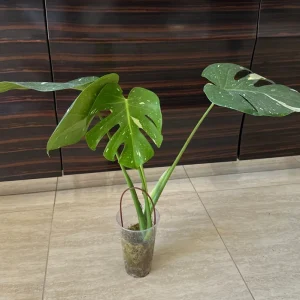 Monstera Thai Constellation Starter Plant – Variegated Live Plant – Indoor Aroid - Image 2