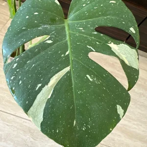 Monstera Thai Constellation Starter Plant – Variegated Live Plant – Indoor Aroid - Image 3