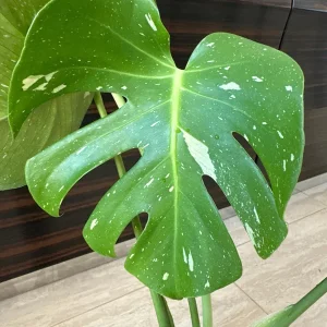 Monstera Thai Constellation Starter Plant – Variegated Live Plant – Indoor Aroid - Image 4