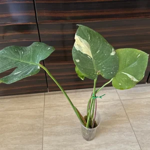 Monstera Thai Constellation Starter Plant – Variegated Live Plant – Indoor Aroid - Image 6