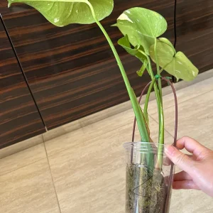 Monstera Thai Constellation Starter Plant – Variegated Live Plant – Indoor Aroid - Image 7