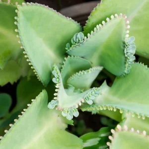 Mother of Thousands Live Plant – Green Kalanchoe Succulent – 4 Inch Pot – Indoor - Image 5