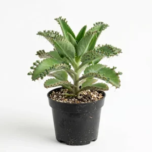 Mother of Thousands Live Plant – Green Kalanchoe Succulent – 4 Inch Pot – Indoor - Image 1