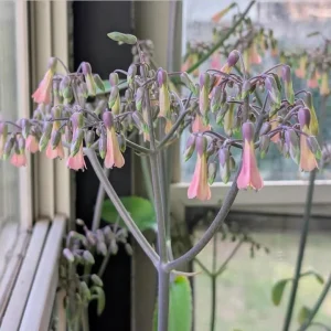 Mother of Thousands Live Plant - Kalanchoe Green Succulent, 4-inch Pot, Indoor - Image 3