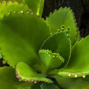 Mother of Thousands Live Plant - Kalanchoe Green Succulent, 4-inch Pot, Indoor - Image 4