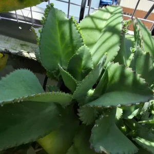 Mother of Thousands Live Plant - Kalanchoe Green Succulent, 4-inch Pot, Indoor - Image 5