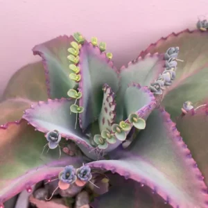 Mother of Thousands Live Plant - Kalanchoe Green Succulent, 4-inch Pot, Indoor - Image 7