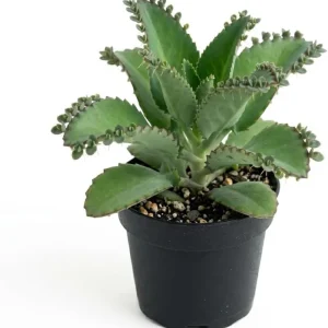 Mother of Thousands Live Plant - Kalanchoe Green Succulent, 4-inch Pot, Indoor - Image 1