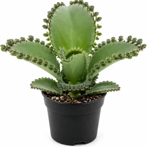 Mother of Thousands Live Plant, Kalanchoe Green Succulent, 2" Pot, Indoor - Image 1
