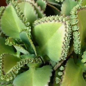 Mother of Thousands Live Plant - Kalanchoe Succulent - 2" Pot - Indoor - Image 2