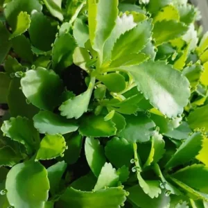 Mother of Thousands Live Plant - Kalanchoe Succulent - 2