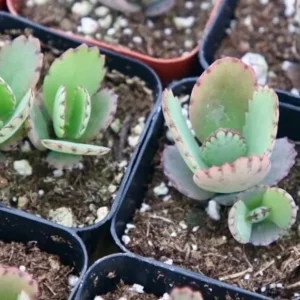 Mother of Thousands Live Plant - Kalanchoe Succulent - 2