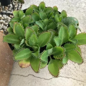 Mother of Thousands Live Plant - Kalanchoe Succulent - 2