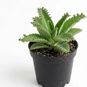 Mother of Thousands Live Plant - Kalanchoe Succulent - 2" Pot - Indoor - Image 1