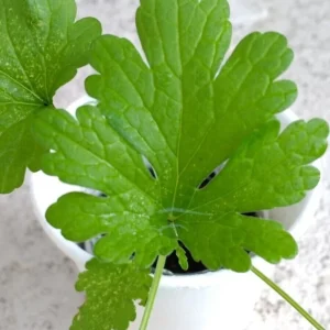 Motherwort Live Plant - Medicinal Herb Starter - Leonurus Artemisia - Outdoor - Image 2
