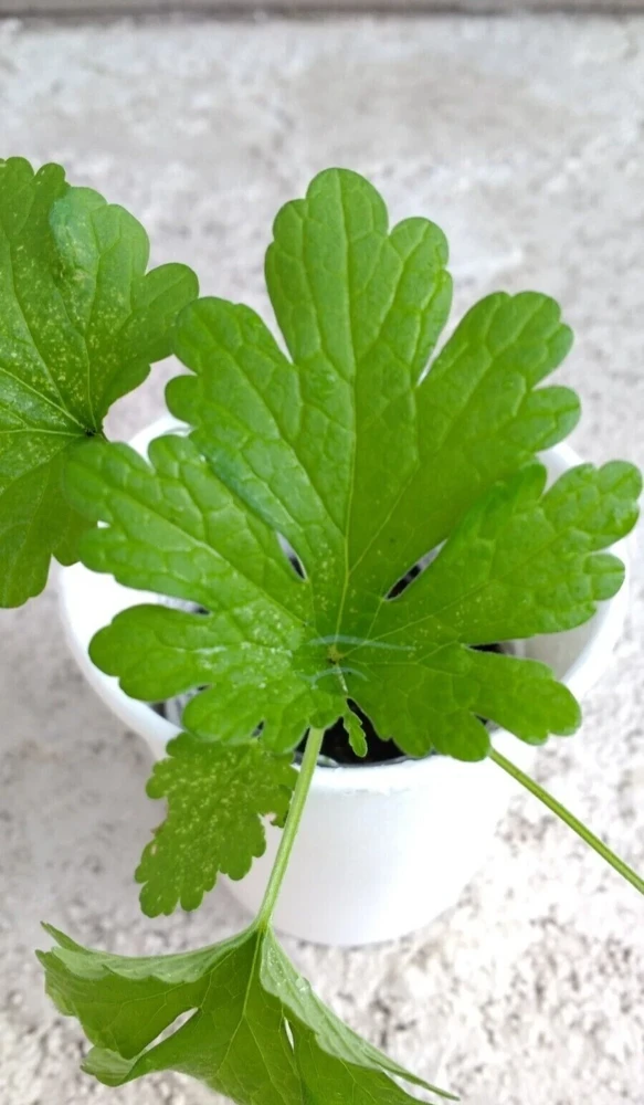 Motherwort Live Plant - Medicinal Herb Starter - Leonurus Artemisia - Outdoor - Image 2